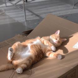 benefitscrounger:  closet-keys:[id: orange cat with white paws happily lying on a piece of cardboard in the sun with their belly exposed and their feet up] if life gets too much for u, just go nap on some cardboard in the middle of a sunbeam