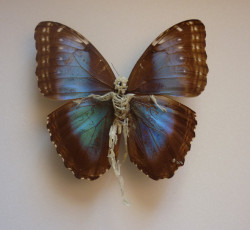 taxidermy-in-art:  Lionel Sabatté, Réparation de papillon 2, 2012   Papillon abimé, ongles, peaux mortes, épingle et boîte à spécimen — 32 × 32 × 7 cm   Courtesy of the artist 