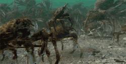 eatthekidsfirst:  animals-riding-animals:  crab riding crab  TO BATTLE 