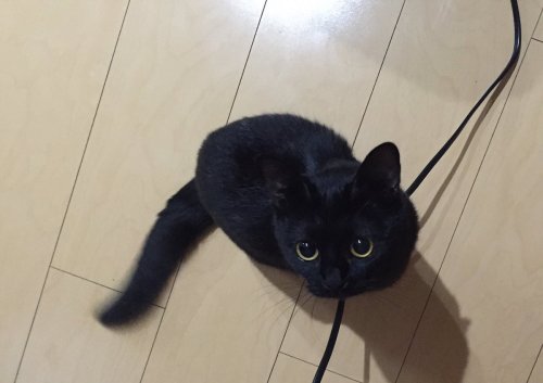 justcatposts:  they say crossing a black cat is bad luck but if you see one.. be sure to pet it because it’s a nice animal that deserves to be loved