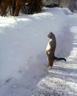 lifeaswe-think-weknowit:  dampsandwich:  what the hell am i supposed to do with all this snow  I FUCKING LOVE WHEN CATS DO THAT. 