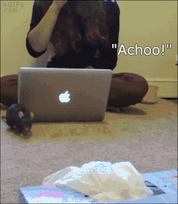 black–lamb:  4gifs:  Pepper the rat learned to recognize sneezing. [video]   this baby!!!! omgggggg omggggg omgggggg i want 1