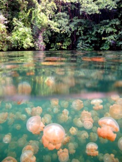 mothernaturenetwork:  Jellyfish Lake will stun you (no stingers involved)Get ready — this surreal snorkeling spot is destined for the top of your bucket list. 