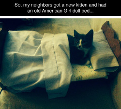 thestormiswithin:  tastefullyoffensive:  [8pint]    Clearly that American Girl doll was sleeping in a kitten bed.