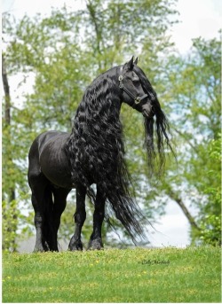 ostwinner:  nakirambleszes:  zambiunicorn:  look someone just buy me a huge black horse for my birthday ok  holy shit this horse is a bishounen.  Holy shit that horse’s hair looks like mine after it’s been in a plait  more like 