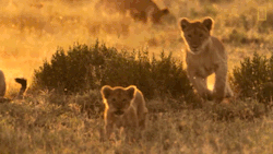creatures-alive:Saving Big Cats Starts With Kids by National Geographic