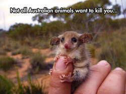 srsfunny:  Western Pygmy Possum   *googles*  They have fangs.  =_=