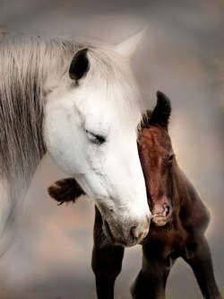 Gentle affection (mare with her colt)