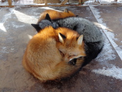 gokuma:  Firefox Add-ons