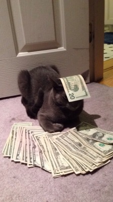 haydenhellfire:  uncomfortablecucumber:  This is money cat. He only appears every 1,383,986,917,198,001 posts. If you repost this in 30 seconds he will bring u good wealth and fortune.   Well I’m going to work can’t hurt