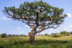 yburesque:  This is a lion tree. It’s where lions come from. You have to water them a lot. 