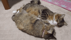 cineraria:  同じ仕草をする親子猫　-The pro-kitten which does the same gesture- - YouTube