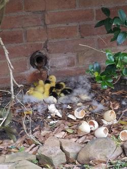 dawwwwfactory:  Had a duck nesting under our window for about 2 months now. The babies finally hatched! Wanna get a free Lush bath bomb? Click here and reply with which one you chose!