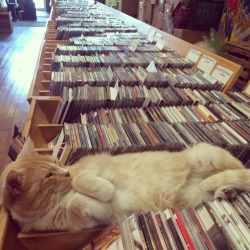 unpetitlapinou:  awwww-cute:  Lazy record store employee   I’ve found my lot in life.