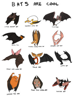 thesanityclause:  Bats are really cool and I love them. 