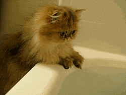 writeroffates:  This cat looks like it’s discovered the answer to the universe… 