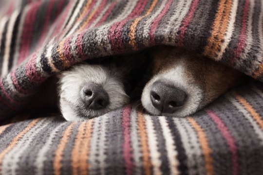 Couple sleeping under blanket