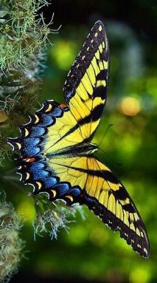 janetmillslove:  Mariposa moment love. Wild Fauna Love