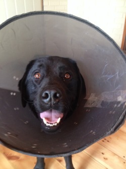 victoryroom:  we made it to our cousin’s house in maine yesterday afternoon and this is their darling puppy bosun who is actually three years old so technically not a puppy and he has lyme disease so he has to wear this sad little cone until he has