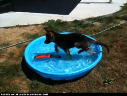 aplacetolovedogs:  German Shepherd Puppy’s First Time In A Pool | VideoAdorable German Shepherd puppy Dunder plays in a kiddie pool for the first time! TheDunderBoy To…View Post