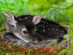vintage-lust:  witlovesyou:  A very unusual genetic color variation in white-tailed deer — rarer even than albinism — produces all-black offspring in that species which are known as “melanistic” or “melanic” deer.   I need it