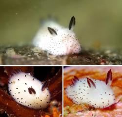 the-vexed-vortex:  Say hello to the newly discovered ‘sea bunny’ - a type of sea slug which has fluffy ears just like a rabbit 