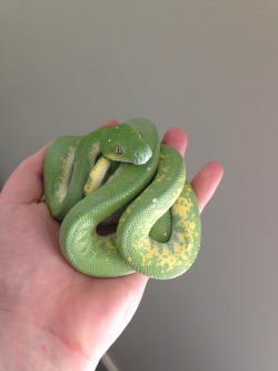 little-miss-poisonous:  sarah-scales:  When people complain about snakes being scary I just want to show them this picture and be like, really?  Much scare 