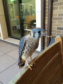 kite-of-chromosomes:  Kestrel on campus! He was super friendly and posed for pics 