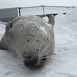 thenatsdorf:Just a seal slapping his belly fat. [full video]