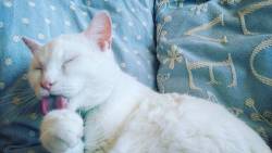#meko #whitecat #whitehair #furbaby #catstagram #catsofinstagram #cleaning #lick #pinkears #lazy