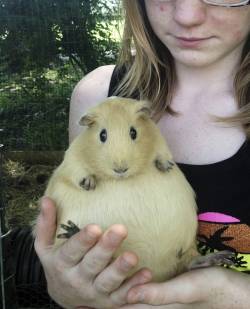 awwww-cute:  Just a Pregnant Guinea Pig
