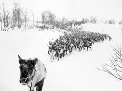 Santa’s labour pool (reindeer herd in Murmansk, Russia)
