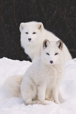 envyavenue:  Arctic Foxes | Photographer