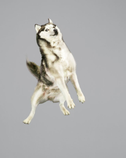 mymodernmet:  German photographer Julia Christe&rsquo;s hilarious Freestyle Series captures the motion of various types of dogs as they leap through the air. 