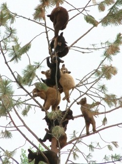 awwww-cute:A Tree Full Of Baby Bears