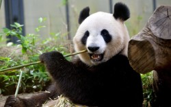 theanimalblog:  Female giant panda Shin Shin eats bamboo in her enclosure at Tokyo’s Ueno zoo. Shin Shin and her mate Ri Ri were confirmed to have mated in March, and now Shin Shin’s hormone levels suggest she may be pregnant. © Yoshikazu Tsuno /