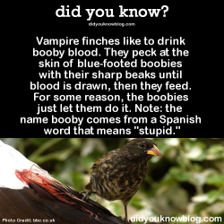 did-you-kno:  Vampire finches like to drink booby blood. They peck at the skin of blue-footed boobies with their sharp beaks until blood is drawn, then they feed. For some reason, the boobies just let them do it. Note: the name booby comes from a Spanish