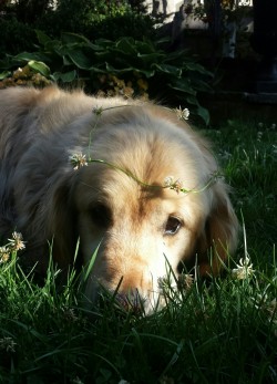 digitalufo:this is my flower boy. happy national dog day to my beautiful golden prince