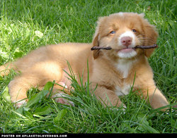aplacetolovedogs:  Adorable Nova Scotia Duck Tolling Retriever puppy proud of his stick For more cute dogs and puppies