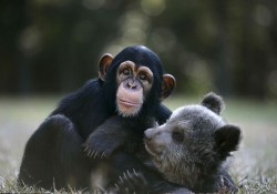 wonderous-world:  Five-month-old grizzly bear Bam Bam and 16-month-old chimpanzee Vali are the most unlikely friends. For while together they resemble a pair of cuddly toys, they would normally live on different continents. And when they grow up, Bam