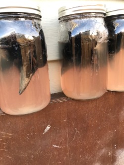 gallows-walker:  josef-tribbiani:  gallows-walker:  josef-tribbiani:  gallows-walker:  josef-tribbiani:  gallows-walker:  I think my sun tea is coming along nicely.  Wtf  It’s peach tea.  Why are you defleshing skulls?  So I can turn them into art.Waste