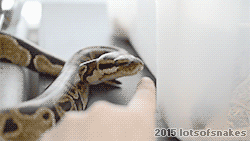 lotsofsnakes:  Annoying my ball python to show how dangerous and deadly they are not.  Without a doubt the most placid snakes out there.