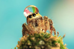 kindahardtopronounce:  Uda Dennie from Batam Island, Indonesia, can prove you that spiders are actually not all as scary as you might be used to thinking.  33-year-old photographer presents a series of macro photos, where he captures tiny jumping spiders,