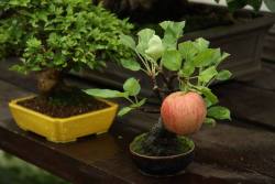 kingfucko:coolthingoftheday:  Bonsai apple tree growing a full-sized apple. it must have worked so hard!