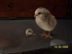 starborn-vagaboo:  2-spook:  thegoodnaysayer:  roachpatrol:  grinderman2:  Button quail chick (on left) and chicken chick  what the fuck no   OH MY GOD I CAN’T HANDLE THIS.  Look at those little shits  NO NO NO NO DON’T DO THIS TO ME I WANT A HANDFUL