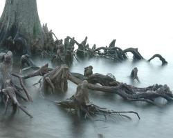 Anthropomorphic Tree  Anthropomorphism which is the recognition of human-like characteristics or form in animals, plants or non-living things. This tree, which can be found in the Outer Banks of North Carolina, has roots which have taken a human-like