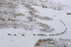 clandstn:  “A wolf pack: the first 3 are the old or sick, they give the pace to the entire pack. If it was the other way round, they would be left behind, losing contact with the pack. In case of an ambush they would be sacrificed. Then come 5 strong