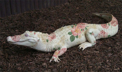 disgustinganimals: oldmanstephanie:  follow for more soft alligator  this is okay. 
