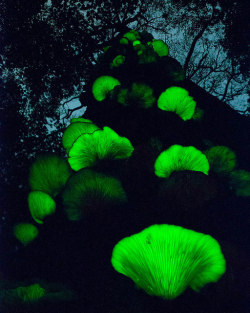 libutron:  Moon Night Mushroom (Tsukiyotake) - Omphalotus japonicusA spectacular photo of the bioluminescent fruiting bodies of the mushrooms scientifically named Omphalotus japonicus (Marasmiaceae), glowing in the darkness.The glowing fungi grow on