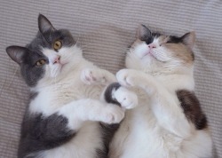 cinnamon-manzana:  This could be us but you playin juicewiggles play boy for cats 